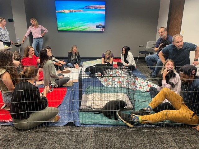 Paw Yeah! OutSolve Employees Take a Much-Needed Puppy Break